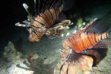 lion-fish