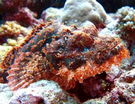 scorpion-fish
