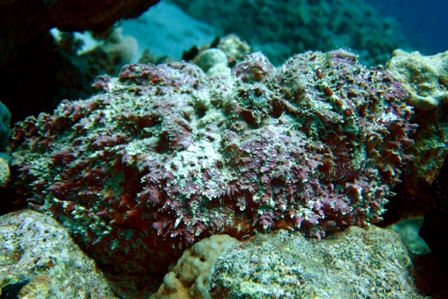 stone-fish