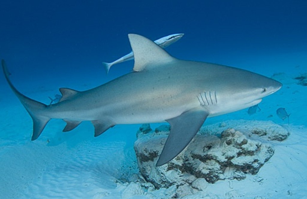 bull-shark-3