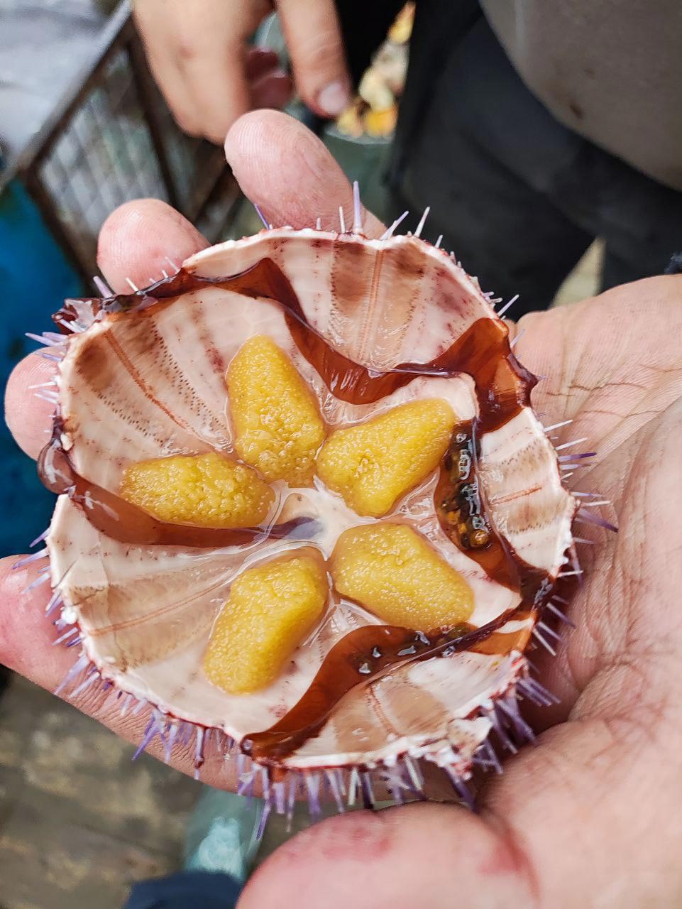 Морской ёж