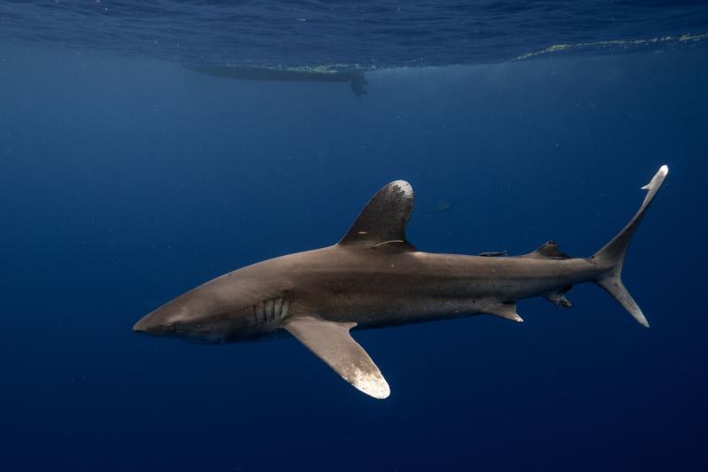 Океаническая белопёрая акула — лонгиманус (Carcharhinus longimanus) в открытой воде Красного моря