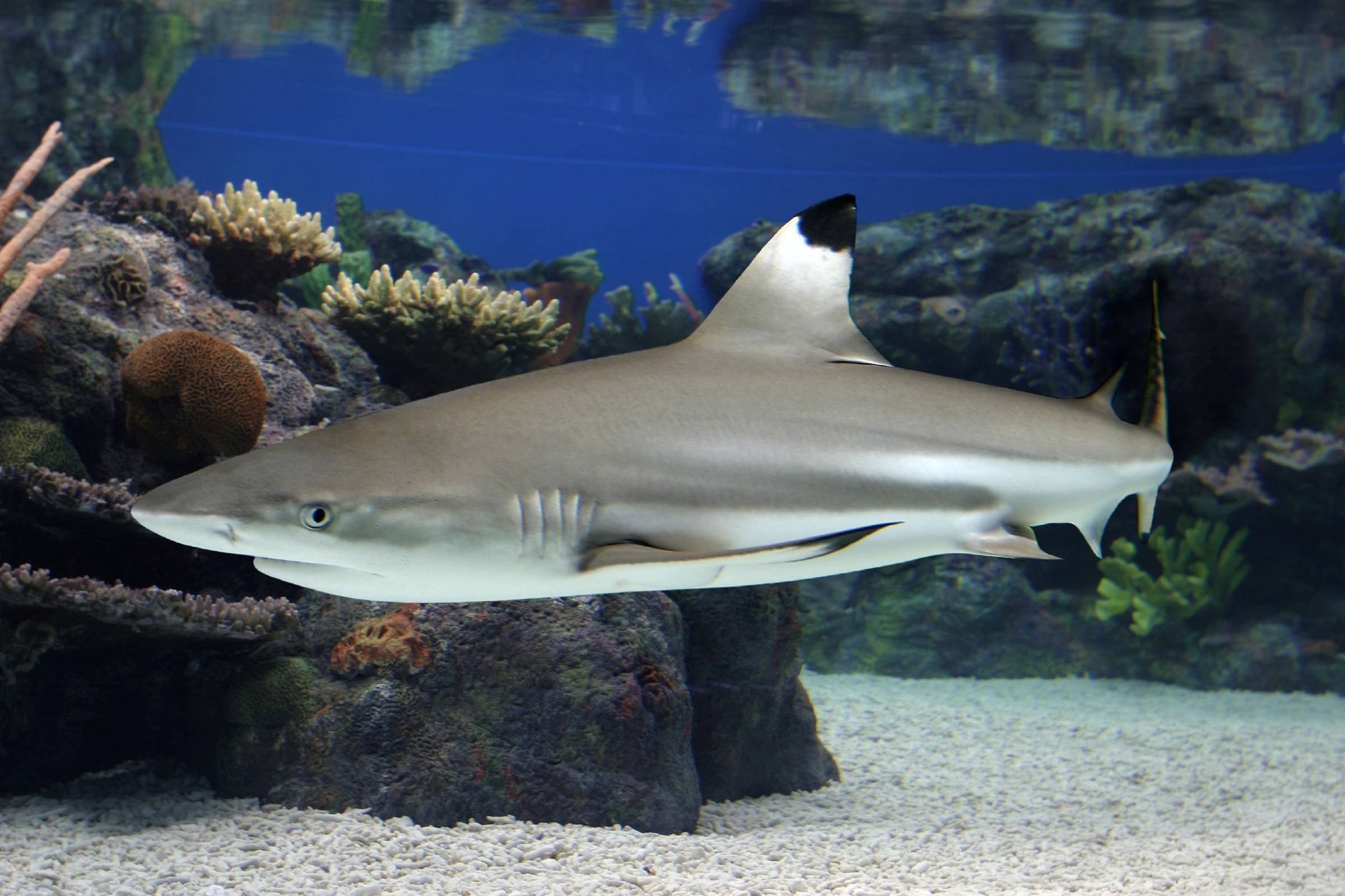 Чернопёрая рифовая акула (Carcharhinus melanopterus) на мелководье рифа