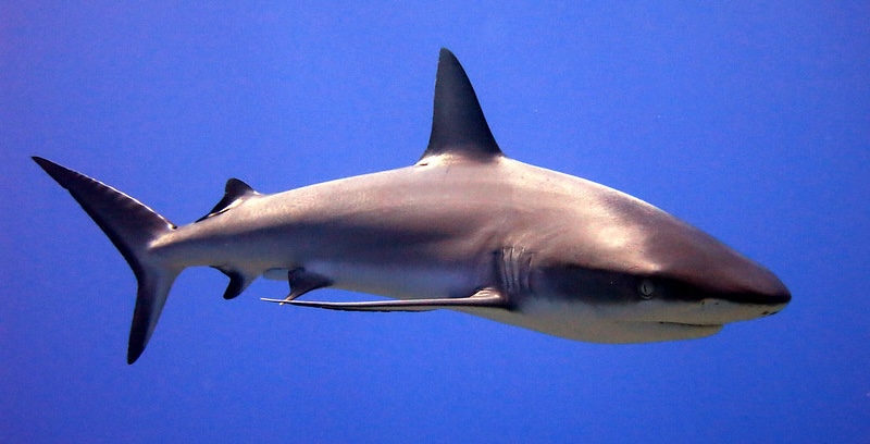 Серопёрая рифовая акула (Carcharhinus amblyrhynchos) патрулирует внешнюю стену рифа
