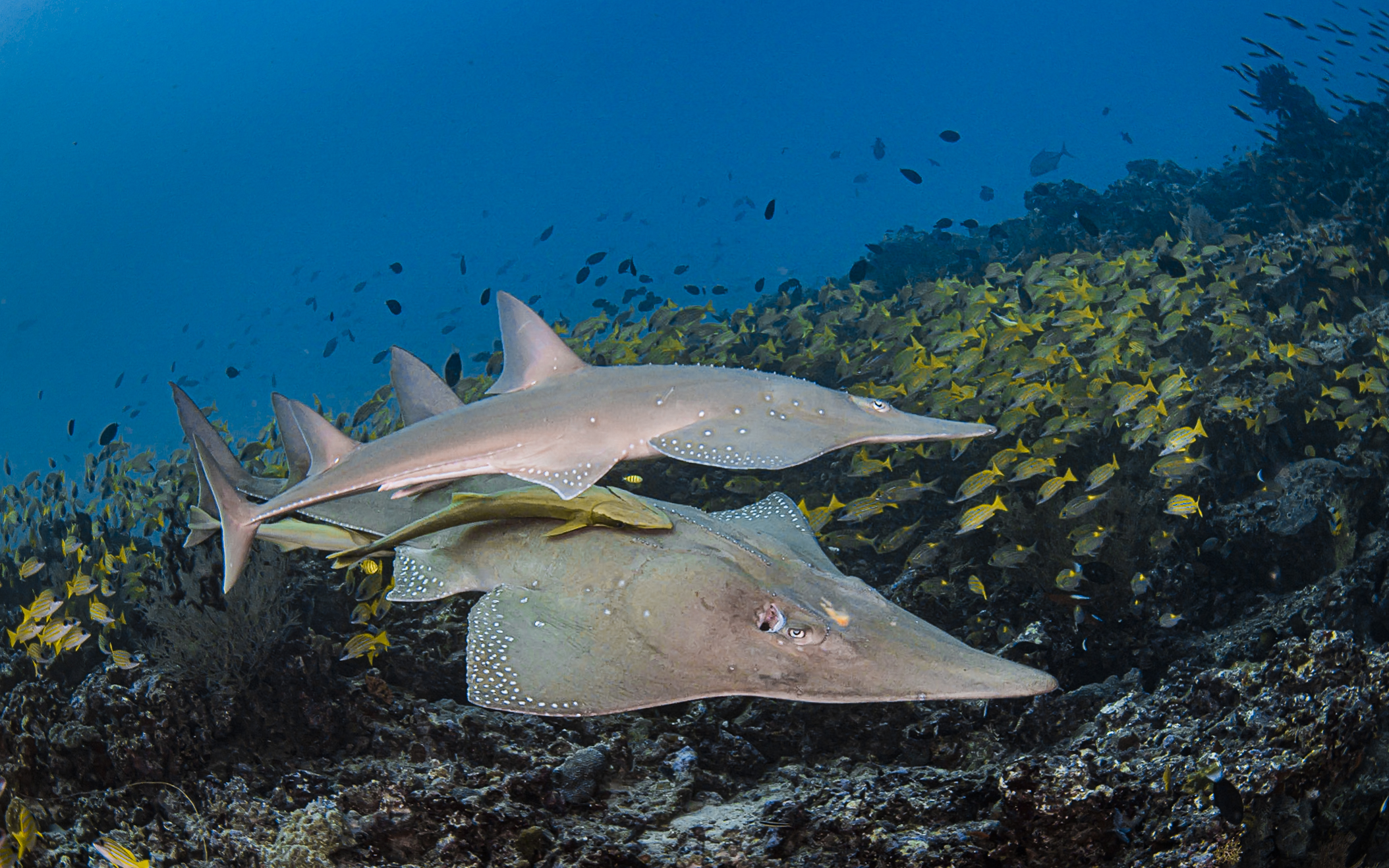 Акула-гитара (Glaucostegus halavi) на песчаном дне Красного моря