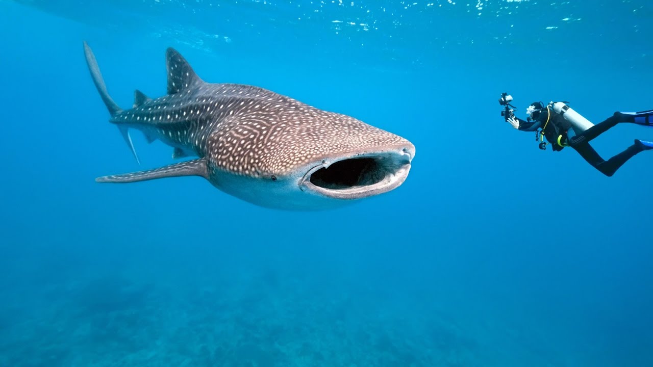 Китовая акула (Rhincodon typus) проходит рядом с дайвером в Красном море